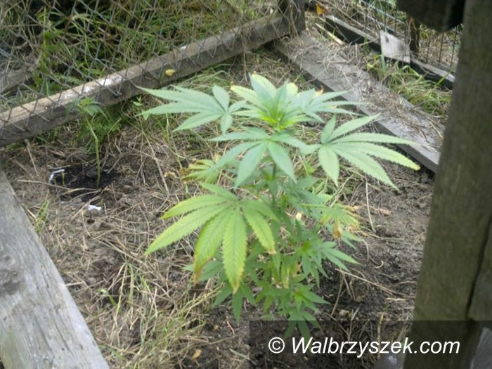 REGION, Boguszów-Gorce: Marihuana uprawiana w centrum miasta
