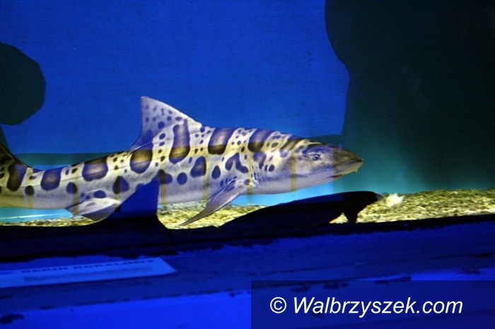 Wałbrzych: Rekiny przy Galerii Victoria