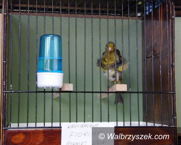 Wałbrzych: Wystawa kanarków i ptaków ozdobnych