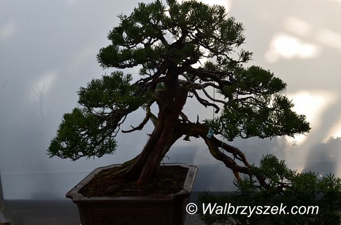 Wałbrzych: Drzewka bonsai w Palmiarni