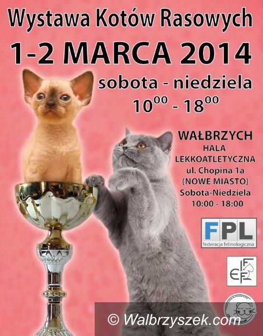 Wałbrzych: Międzynarodowa Wystawa Kotów Rasowych – 1 – 2 marca