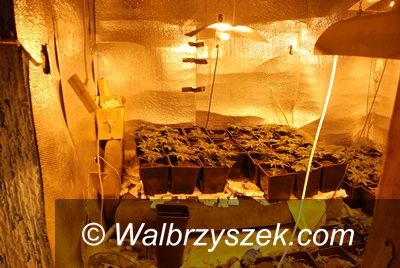 Szczawno - Zdrój: 114 donic z sadzonkami marihuany