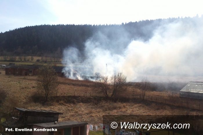 REGION, Głuszyca: Pierwsza ofiara wypalania traw