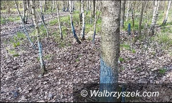 Wałbrzych: Niebieskie drzewa w Książańskim Parku Krajobrazowym