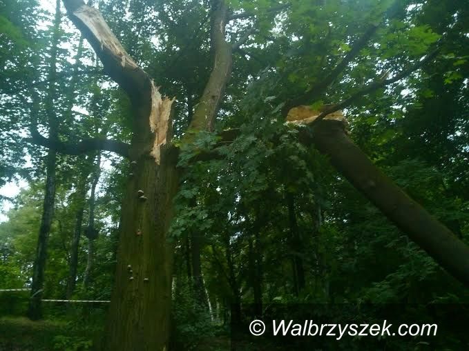 Wałbrzych: Gniazdo pisklaków w uschniętym drzewie