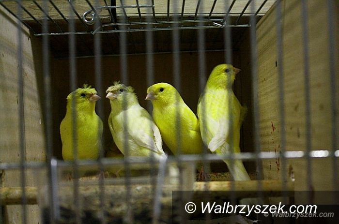 Wałbrzych: Wystawa ptaków w OSK