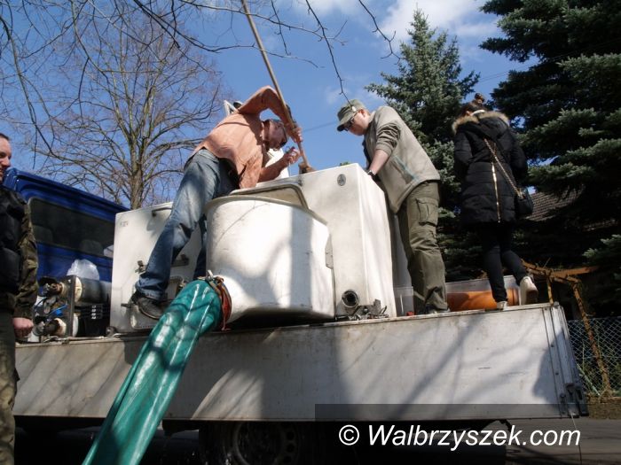 Wałbrzych/Region: Wędkarze wypuścili młode pstrągi do wałbrzyskich rzek