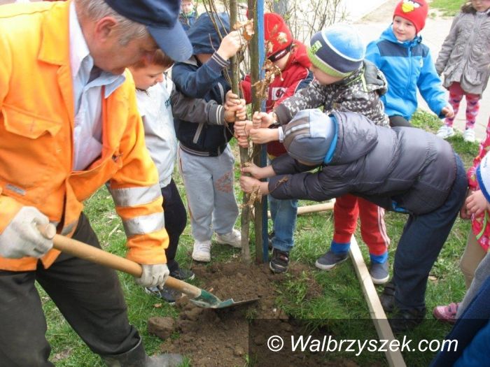 Wałbrzych: Sadzenie drzew na osiedlu Podzamcze