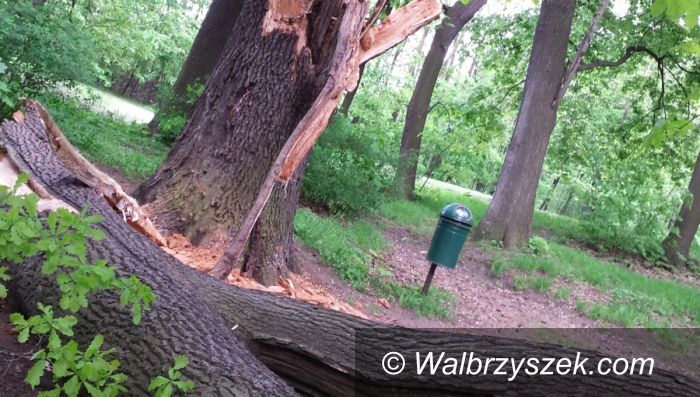 Wałbrzych: Runęło drzewo w parku na Sobięcinie