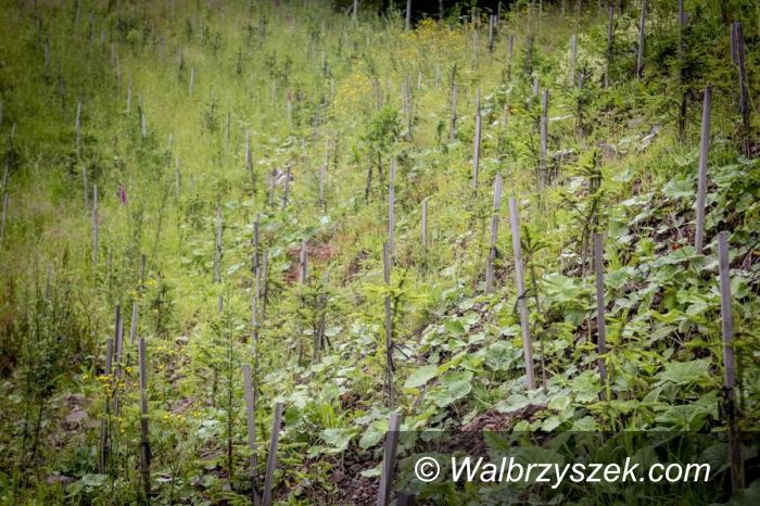 REGION, Rybnica Leśna: W Rybnicy Leśnej rośnie 18 tys. nowych drzew, które zmienią hałdę górniczą w las