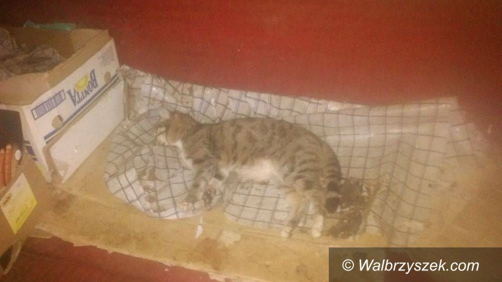 REGION, Boguszów-Gorce: Koty przetrzymywane w dramatycznych warunkach
