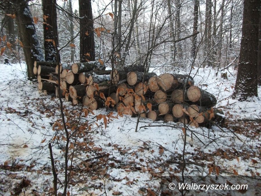 Wałbrzych: Wciąż kradną drzewo z lasu