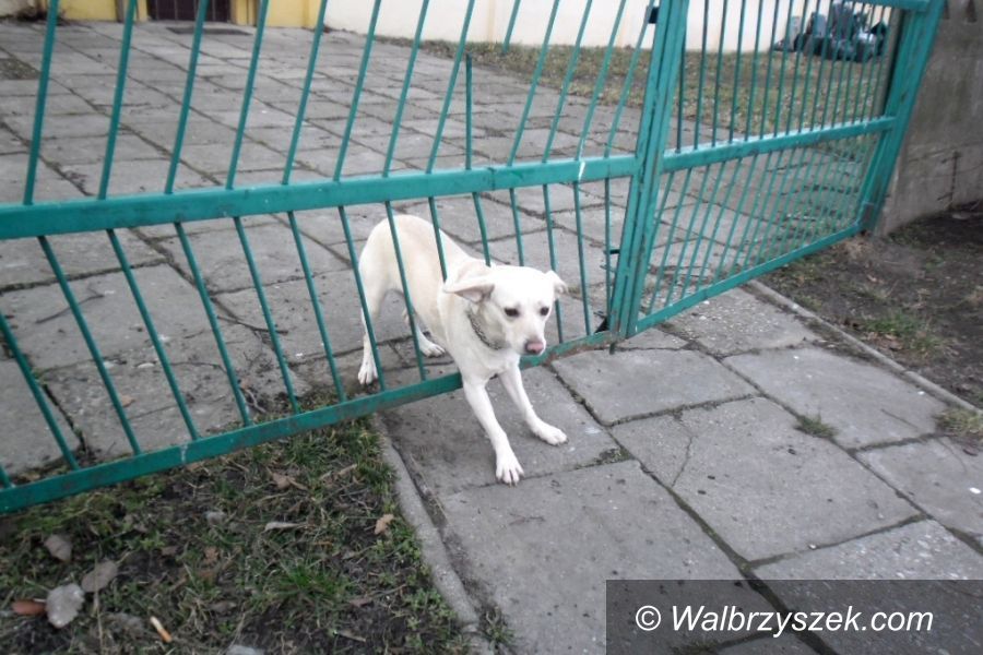 Świdnica: Świdnica: Pies ugrzązł pomiędzy metalowymi prętami