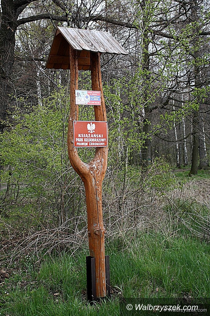 Wałbrzych: Wycinka drzew na terenie rezerwatu przyrody