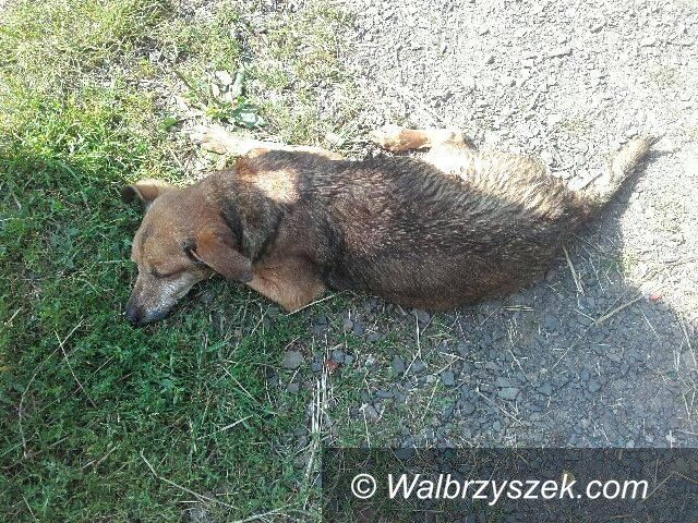 REGION, Mieroszów: Ktoś wrzucił psa do rzeki – szukamy sprawcy