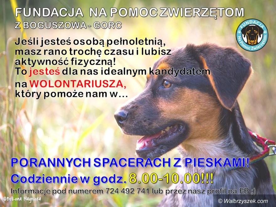 REGION, Boguszów-Gorce: Zostań wolontariuszem Fundacji Na Pomoc Zwierzętom i pomagaj wyprowadzając psiaki
