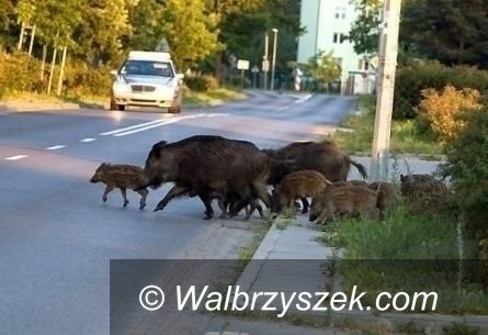 Wałbrzych/REGION: Będą liczyć dziki