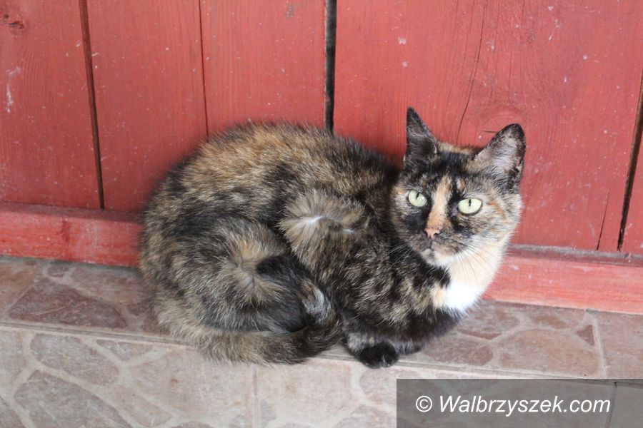 Wałbrzych: Sympatyczna kotka czeka na adopcję