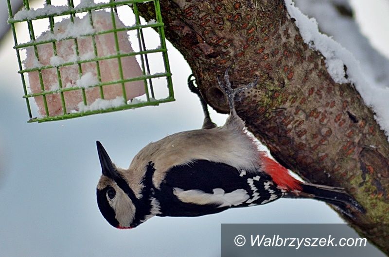 Jedlina-Zdrój: Zimowe dokarmianie ptaków