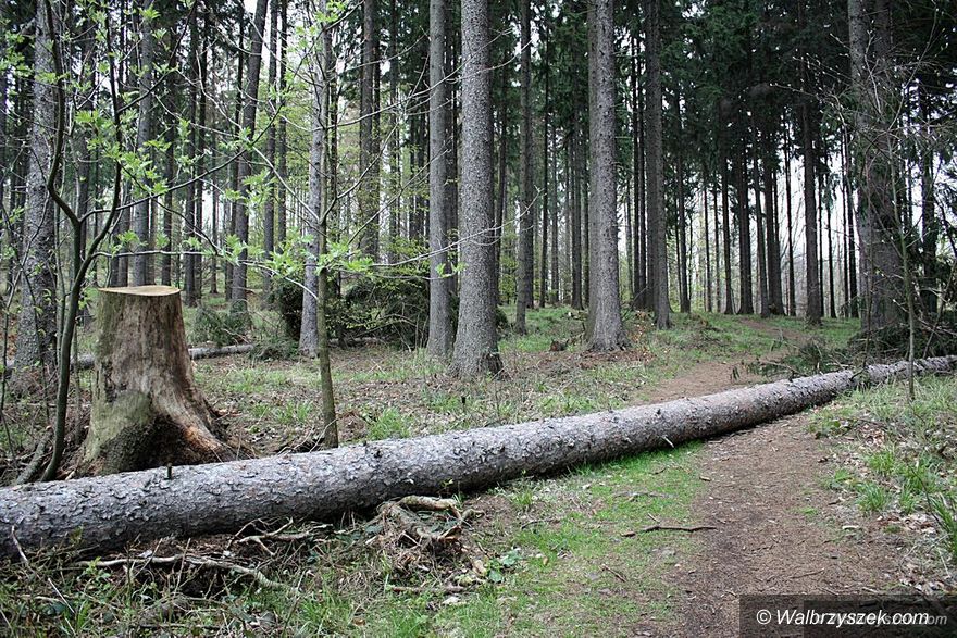 Kraj: Nowe przepisy dotyczące wycinki drzew