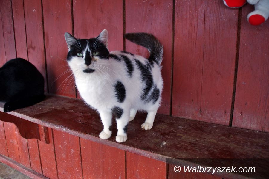 Wałbrzych: Kotka czeka na nowy dom