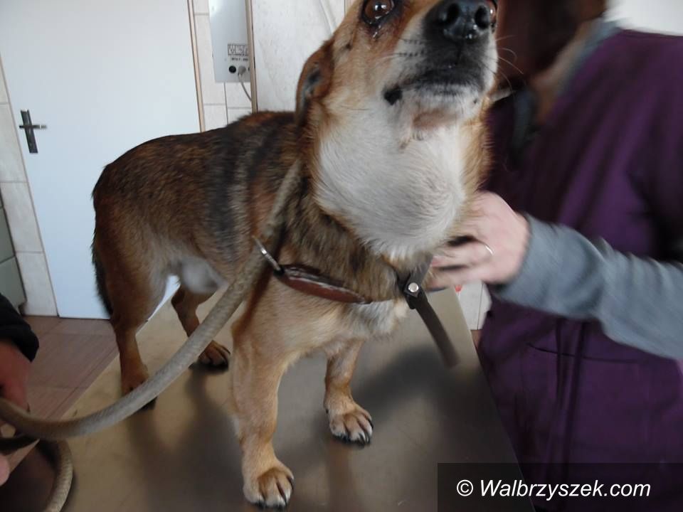 REGION, Boguszów-Gorce: Nieludzko potraktowany pies