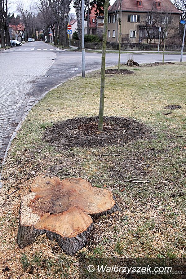 REGION, Szczawno-Zdrój: W Szczawnie–Zdroju wycięto drzewa