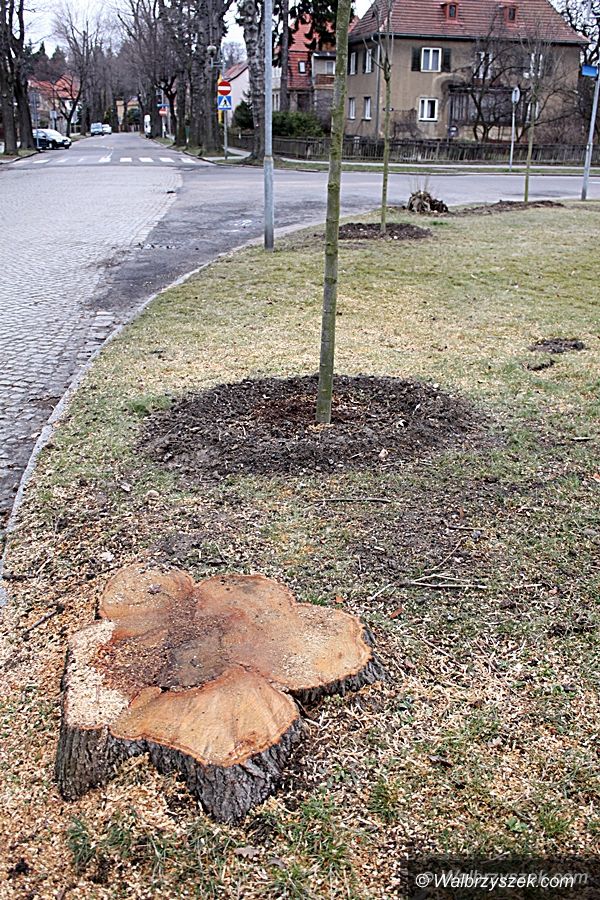 REGION, Szczawno-Zdrój: W Szczawnie–Zdroju wycięto drzewa