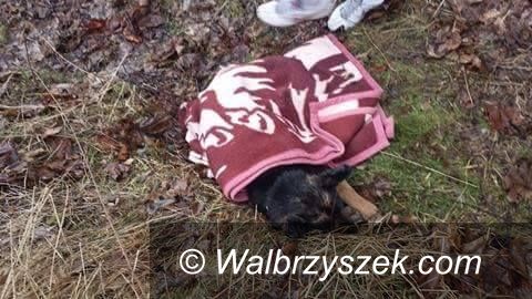 REGION, Kowalowa: Ktoś wrzucił psa do rzeki – poszukujemy sprawcy