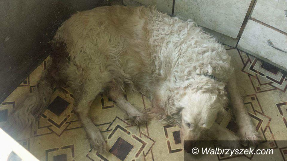 REGION, Boguszów-Gorce: Ten pies potrzebuje pilnej pomocy