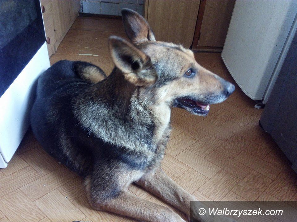 REGION, Boguszów-Gorce: Uratowany pies potrzebuje pomocy