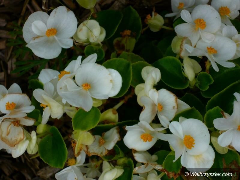 Wałbrzych: Kwiaty naszego ogrodu – podsumowanie roku