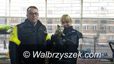 Wałbrzych: Dzieci uratowały bezdomnego kotka