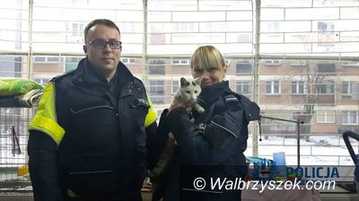 Wałbrzych: Dzieci uratowały bezdomnego kotka