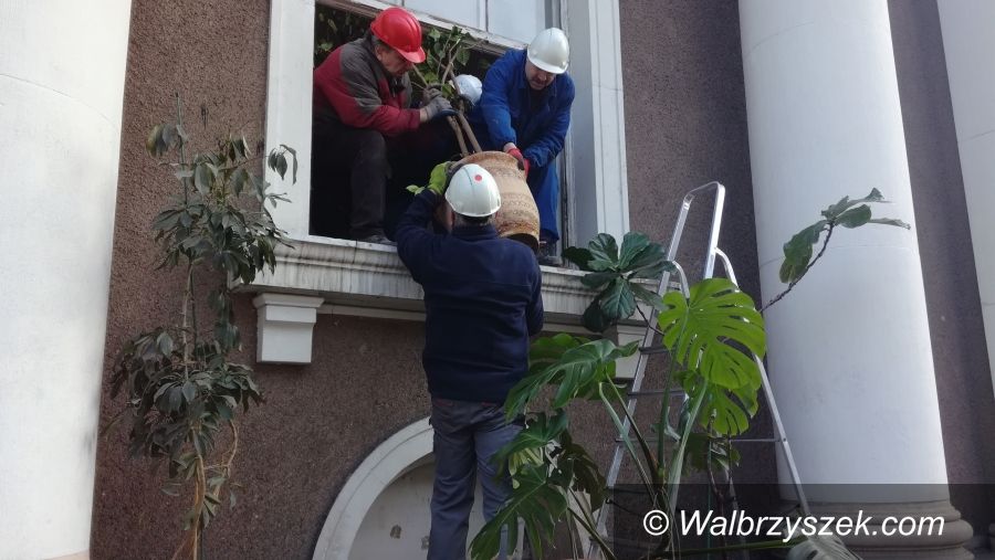 Wałbrzych: Wałbrzyska Palmiarnia ratuje rośliny z pogorzeliska w Szczawnie