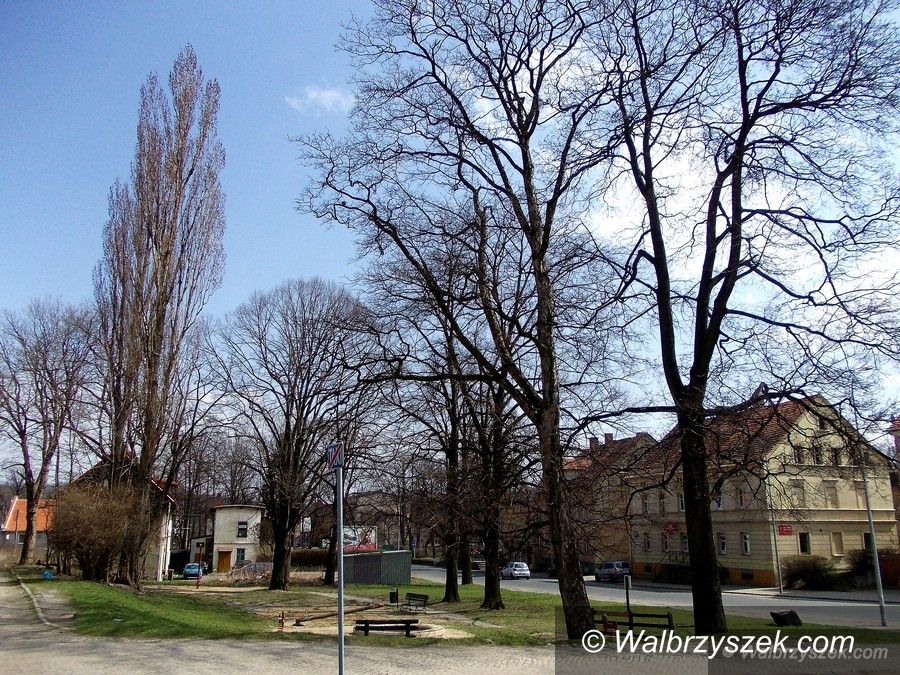 Wałbrzych: Te drzewa spędzają sen z powiek mieszkańcom Sobięcina