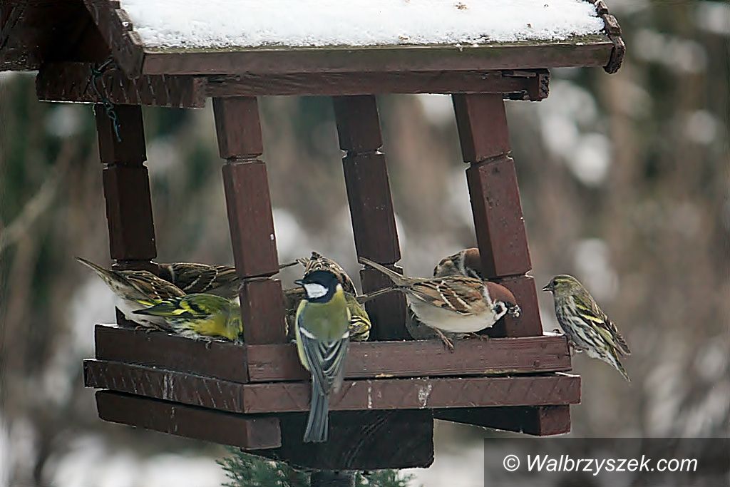 Wałbrzych: Zimowe dokarmianie ptaków