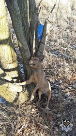 Wałbrzych: Zwyrodnialca, który przywiązał psa do drzewa w rejonie ul. Łokietka wciąż szuka policja