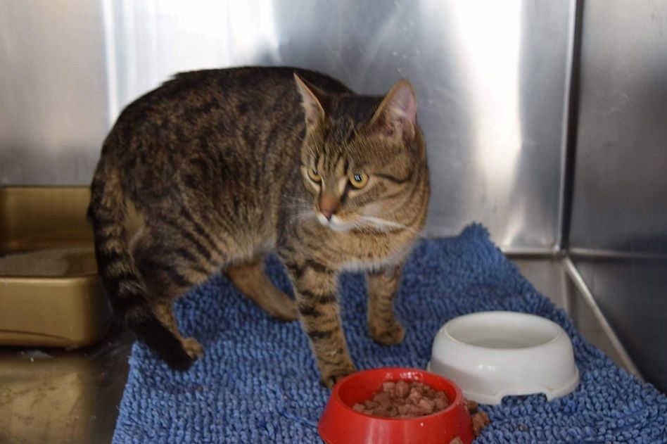 REGION, Boguszów-Gorce: Trzy koty czekają na adopcję po interwencji Fundacji "Na Pomoc Zwierzętom"