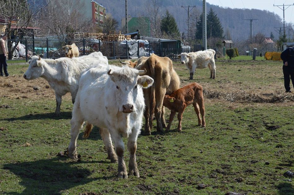 REGION, Boguszów-Gorce: Odebrali zwierzęta nieodpowiedzialnym właścicielom
