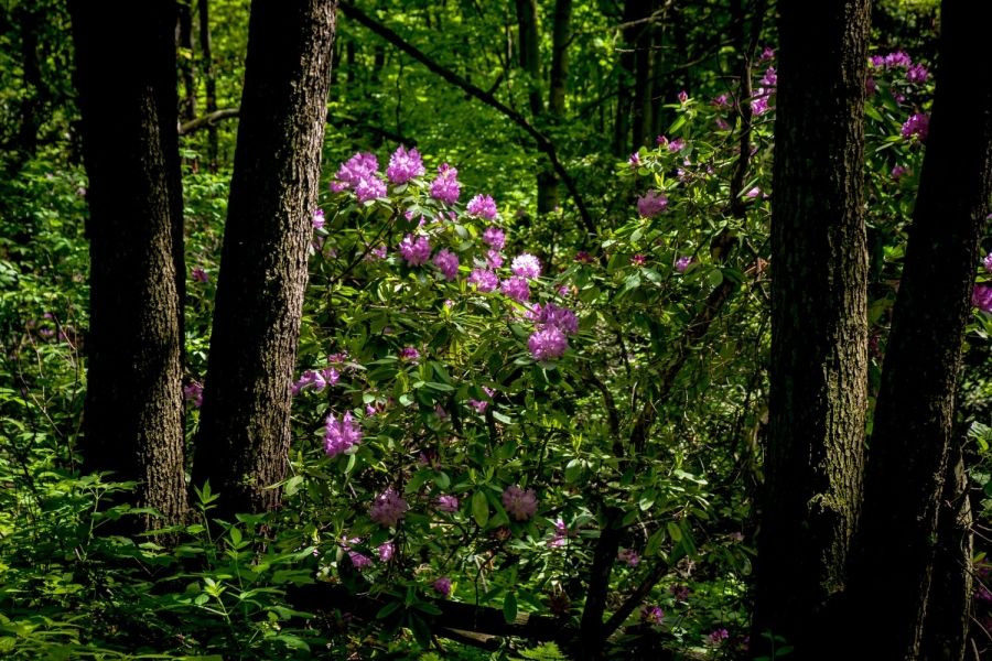 Wałbrzych: Rododendrony upiększają park
