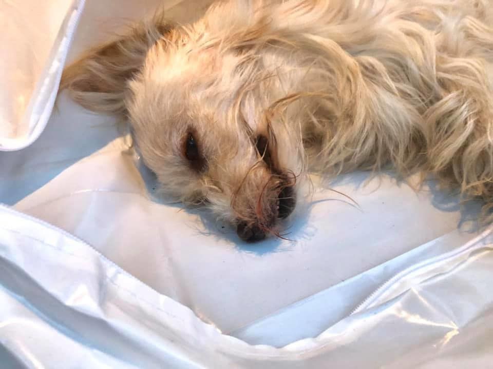 Wałbrzych: Wyrok za morderstwo psa