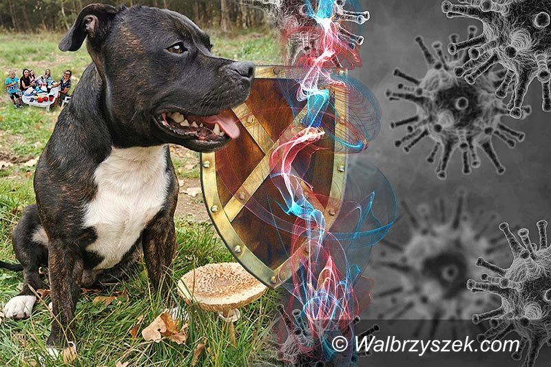 Świat: Pies w domu jest lekiem na koronawirusa?