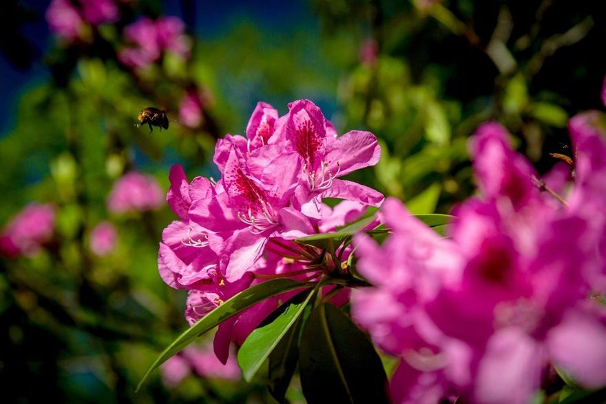 Wałbrzych: Rododendrony zakwitły