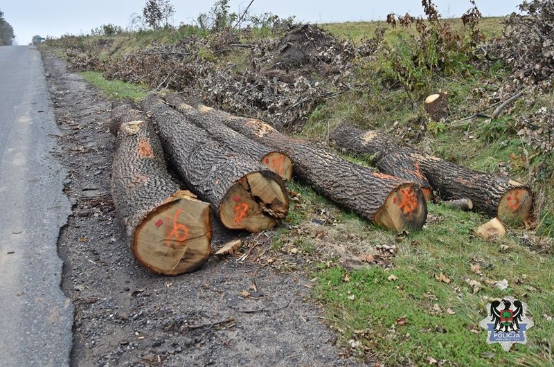 Wałbrzych: Brakowało 10 drzew