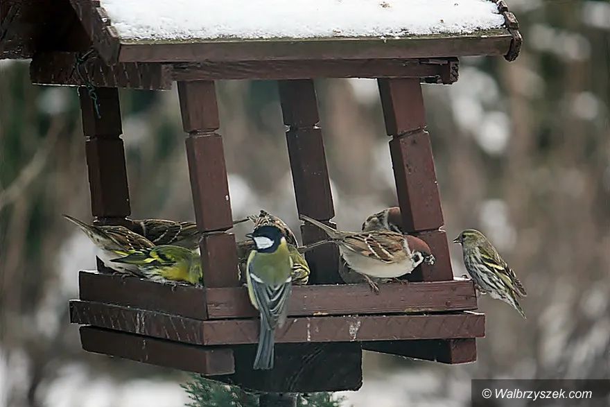 Wałbrzych/REGION: Zimowe dokarmianie ptaków
