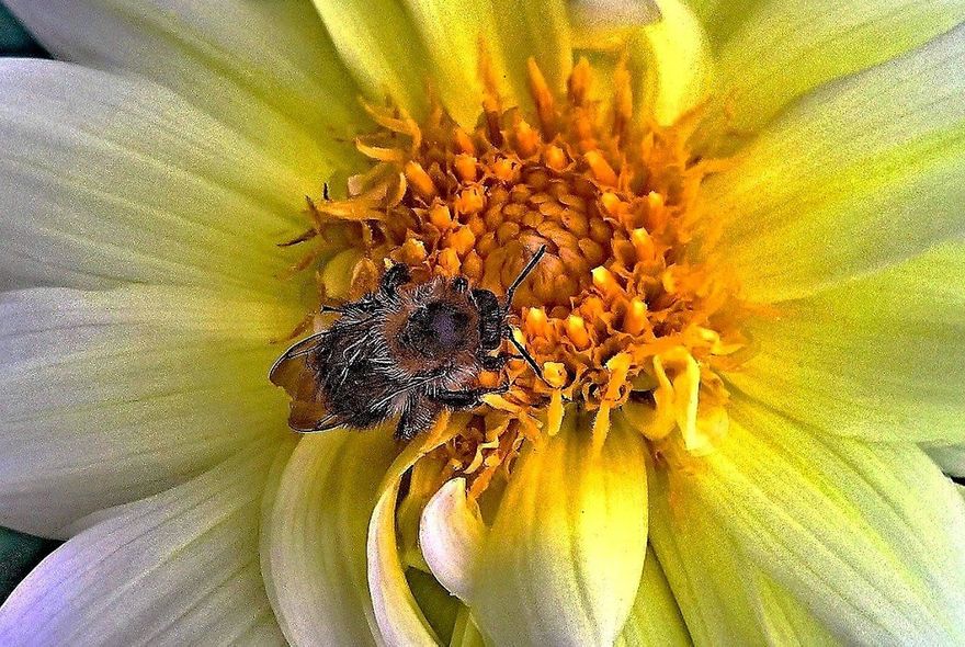 Wałbrzych/Kraj: Pyłek pszczeli – czy to prawdziwy superfood?