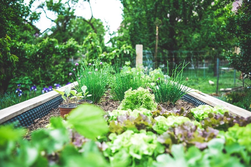 Wałbrzych/Kraj: Pozytywny wpływ uprawiania ogrodu na zdrowie osób starszych