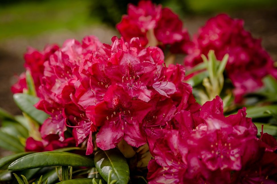 Wałbrzych: Rododendronowy raj