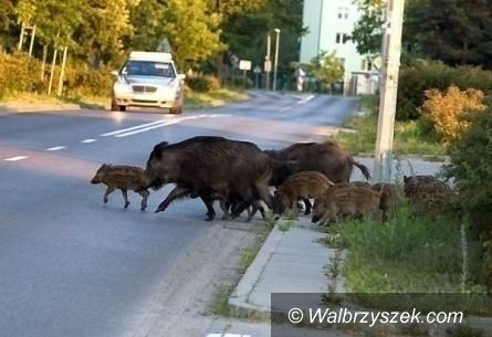 REGION, Boguszów-Gorce: Odstrzelą dziki